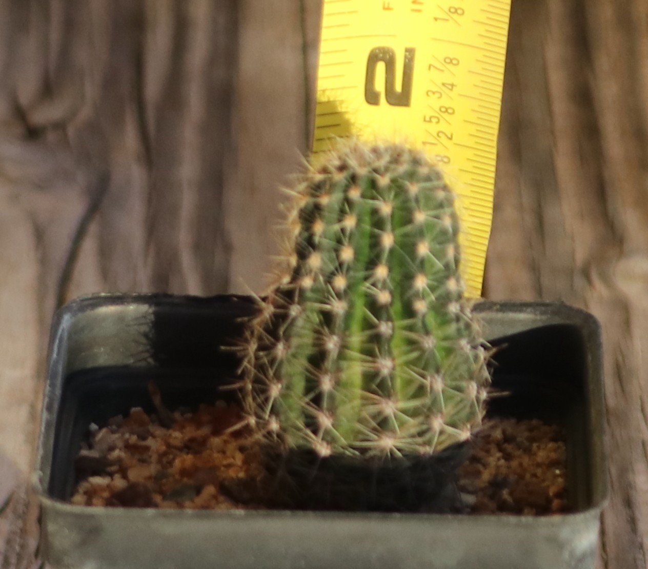 Echinopsis hybrid ‘Temptress’
