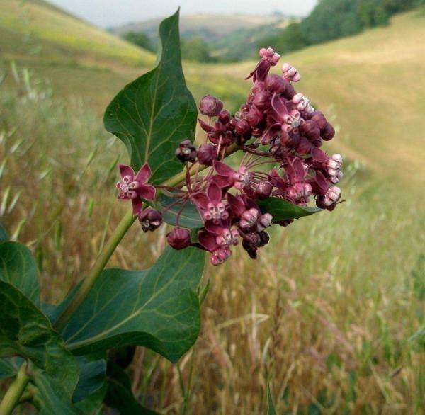 Asclepias cordifolia | Heartleaf Milkweed | 10 Seeds