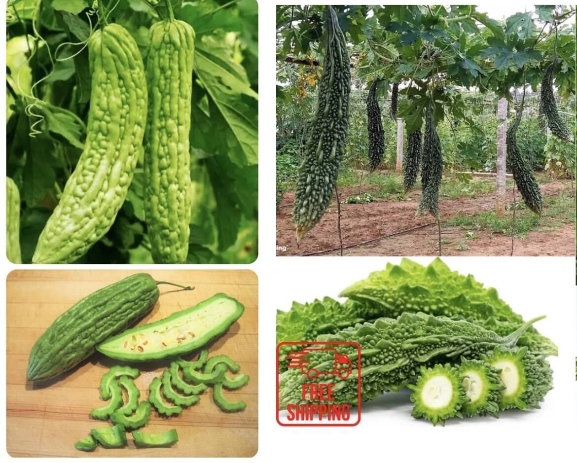 Mixed Green Skin Long + Indian Dark Green Bitter Gourd Ku Gua Khổ Qua 30+ Seeds