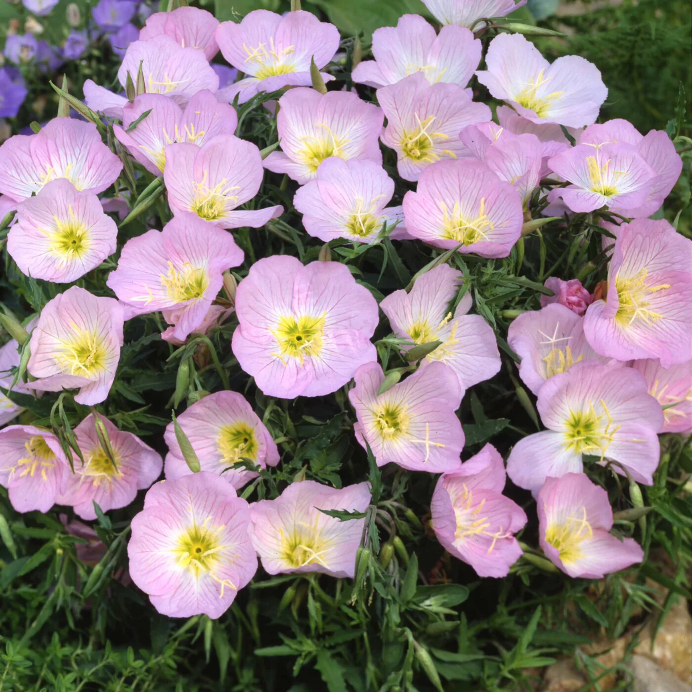Showy Evening Primrose Seeds, Pink Ladies, Amapola, Mexican Primrose, FREE SHIP