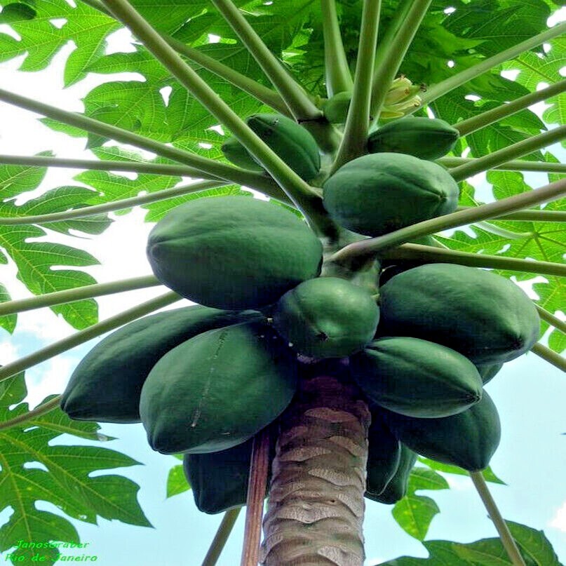 20 “Caribbean Red” Carica Papaya Fruit Tree Seeds “LARGE MELONS” Indoor Plant