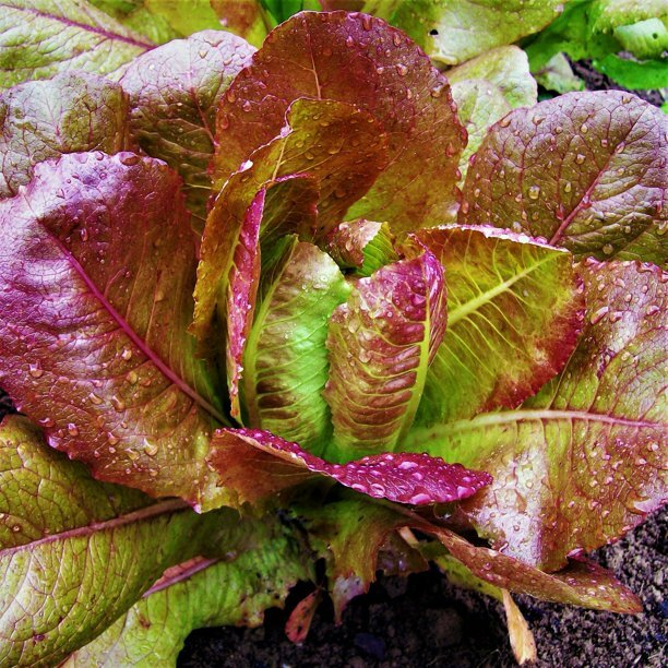 1000 ROUGE D’HIVER LETTUCE SEEDS ~ heirloomseedguy ~ 2026 ~ NON-GMO