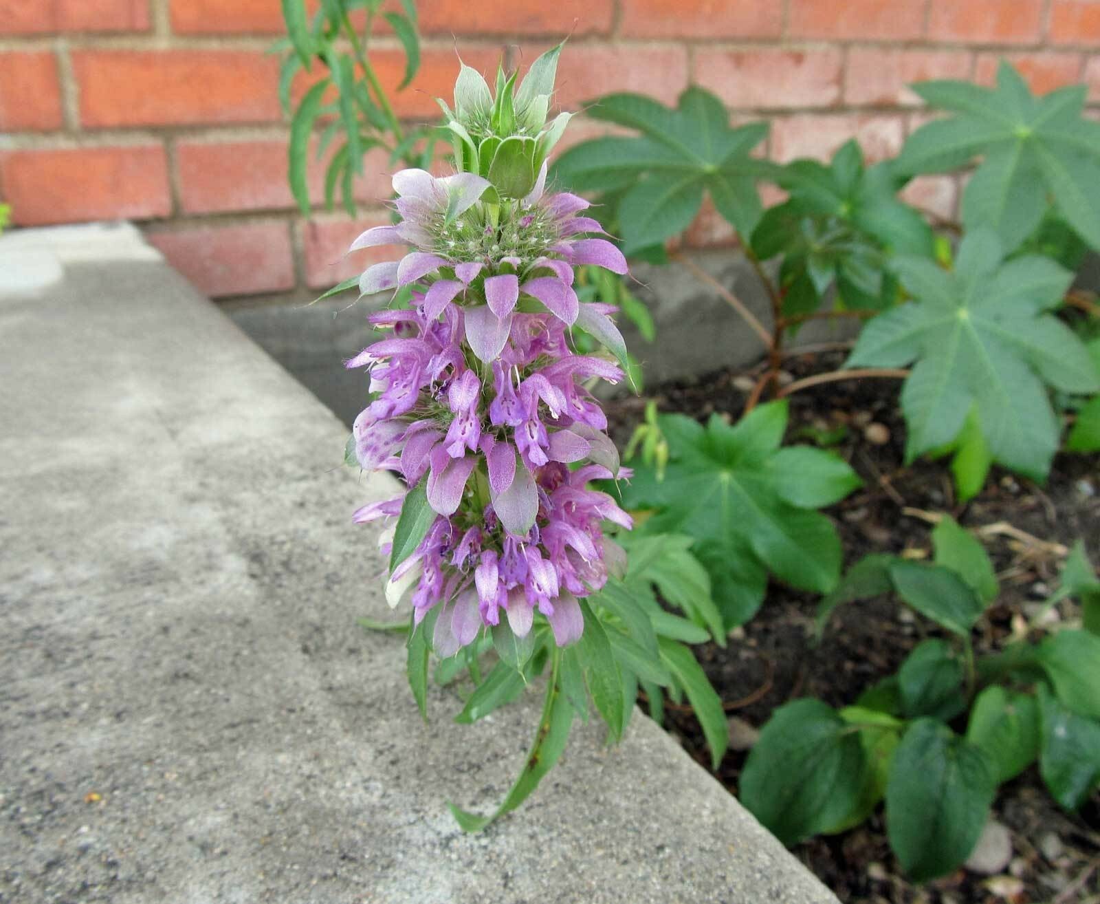 Monarda citriodora | Lemon Bee Balm | Purple Horsemint | 100_Seeds