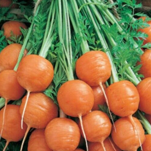 PARISIAN CARROT SEEDS MIX 1000+ annual ROOT vegetable GARDEN plants SURVIVAL