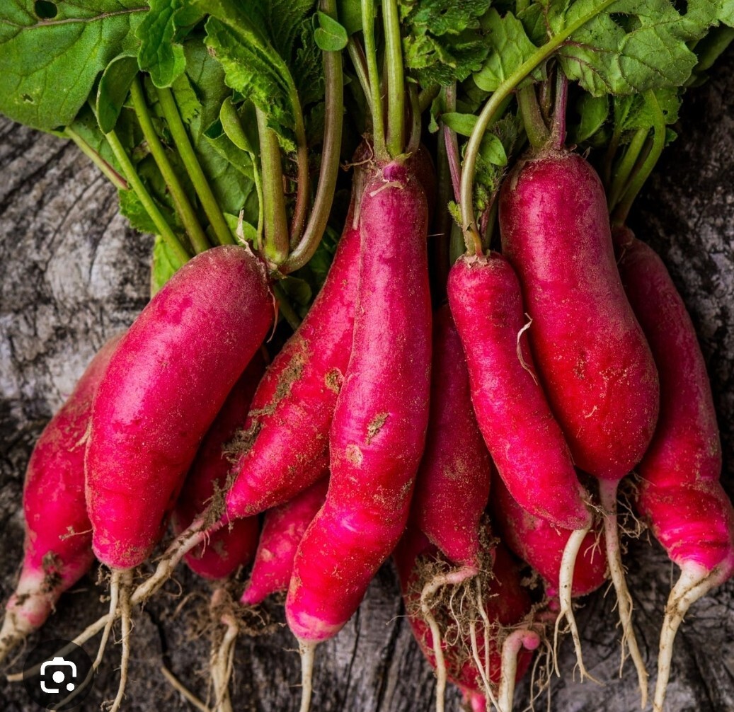 Long Hardy Radish- 30 Seeds Heirloom long delicious- Ez Grow garden 30 days