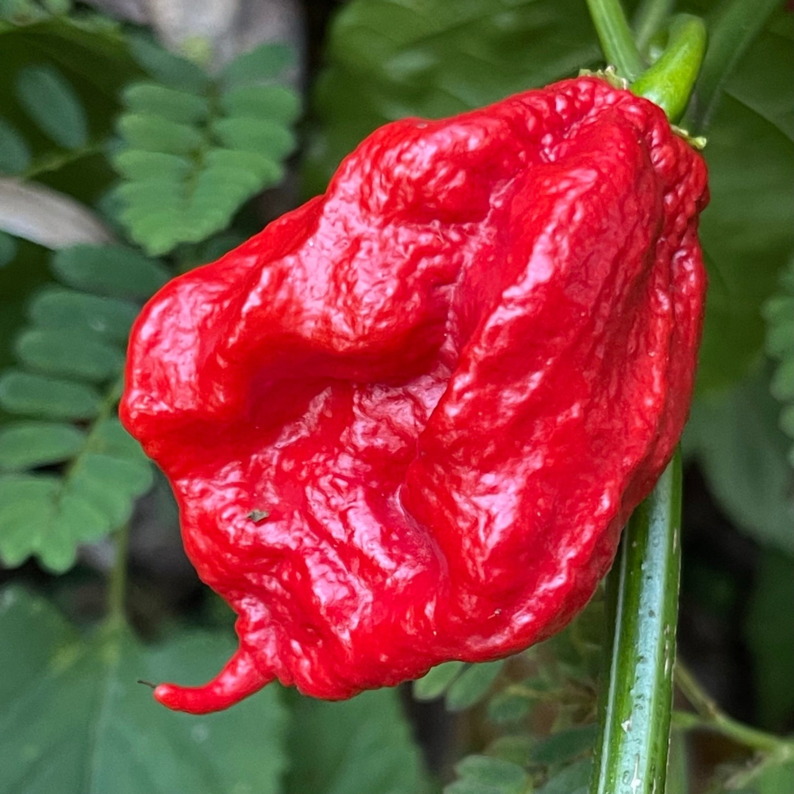 MA Mutant X Hot Pepper Seeds. 10 Seeds per order Free Shipping!