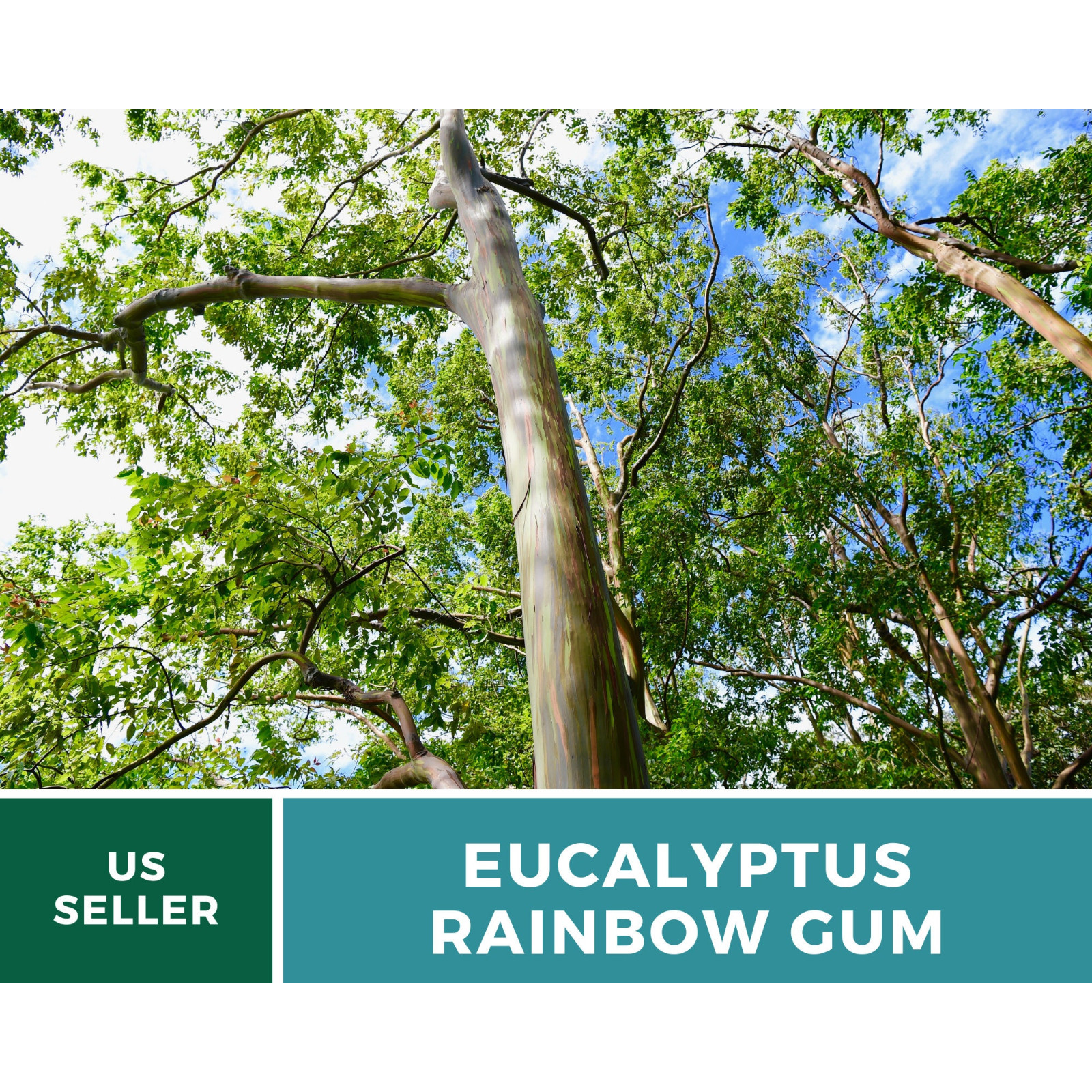 Eucalyptus, Rainbow Gum Tree seeds (Eucalyptus deglupta)