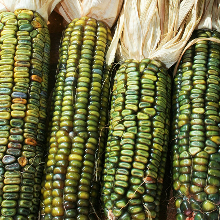 Oaxacan Green Dent Ornamental Corn Seeds | Blue Gold Glass Gem Popcorn Seed 2024