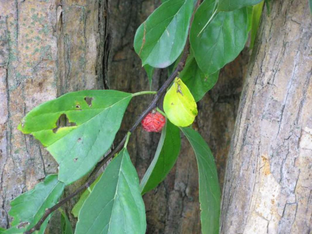 1-1000 PCS Chinese Mulberry Silkworm Tree Seeds Melon Berry Fruit Flower 0182