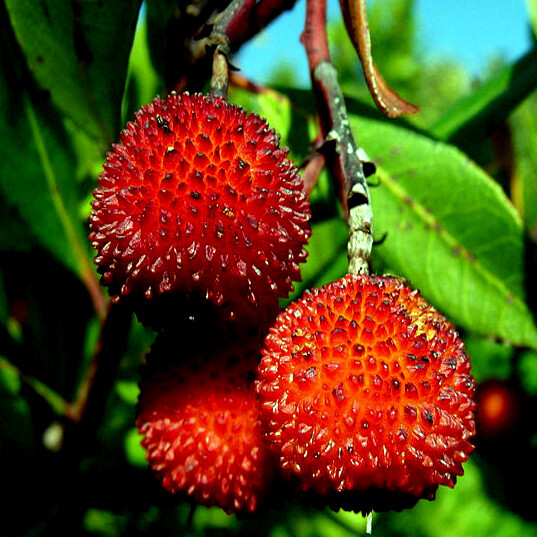STRAWBERRY TREE SEEDS Arbutus Unedo Garden Fruit Plant Irish Killarney RARE!