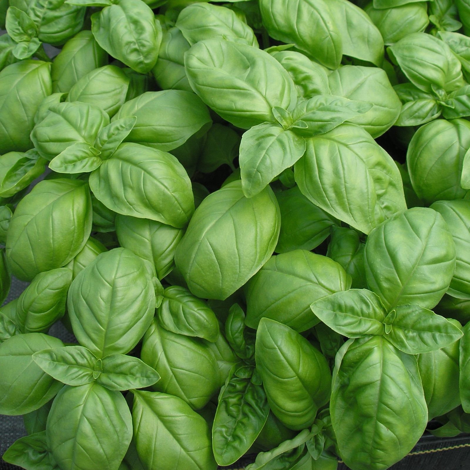 GENOVESE BASIL SEEDS * INTENSELY SCENTED * CUISINE * 100 COUNT PKT. *