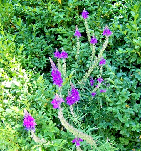 purple toadflax 200 seeds EZ to grow perennial flower, linaria purpurea