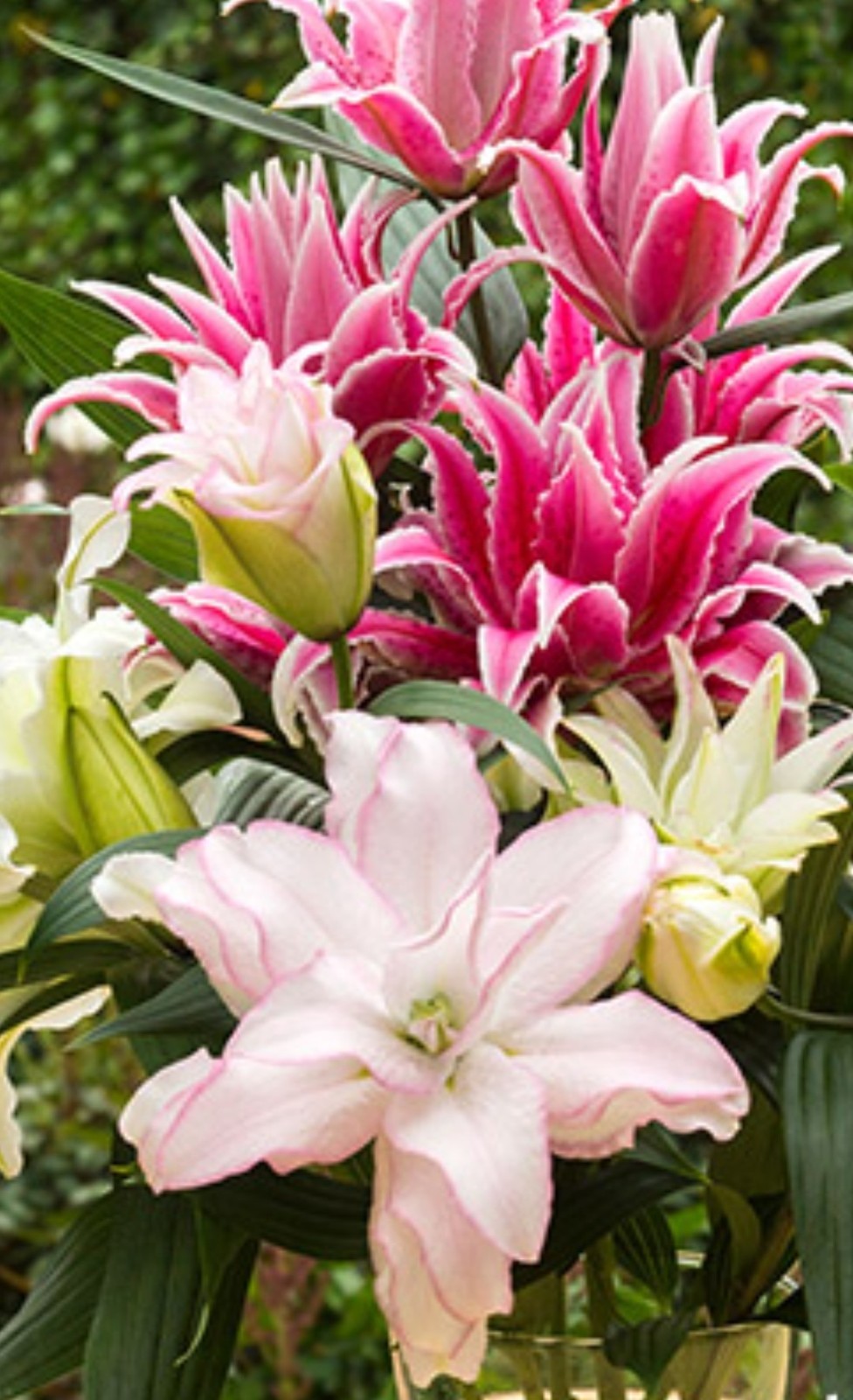 Lilys Flower Bulbs Roselily 4 Rose Lily Double Bulb Mix Pink White Pollen Free