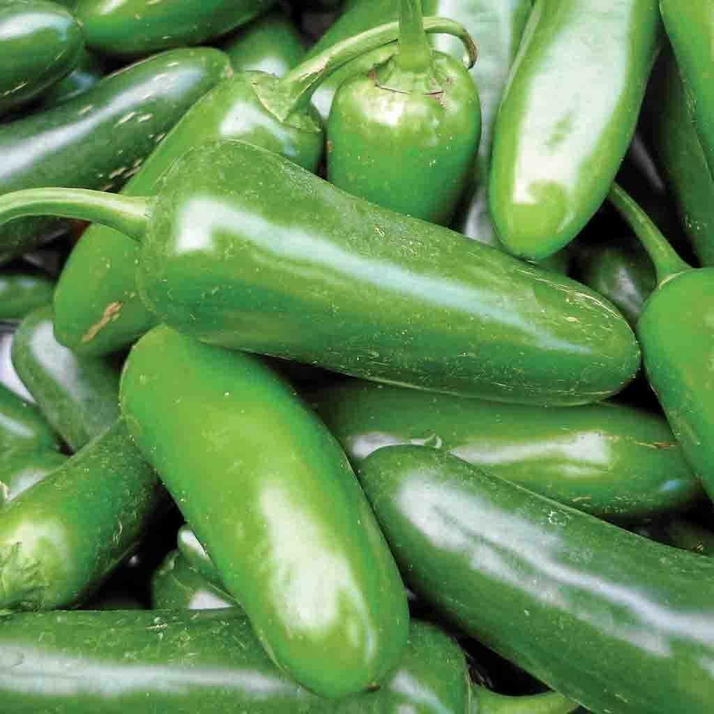 Jalapeno M Pepper Seeds 100+ Hot Spicy Vegetable NON-GMO USA FREE SHIPPING