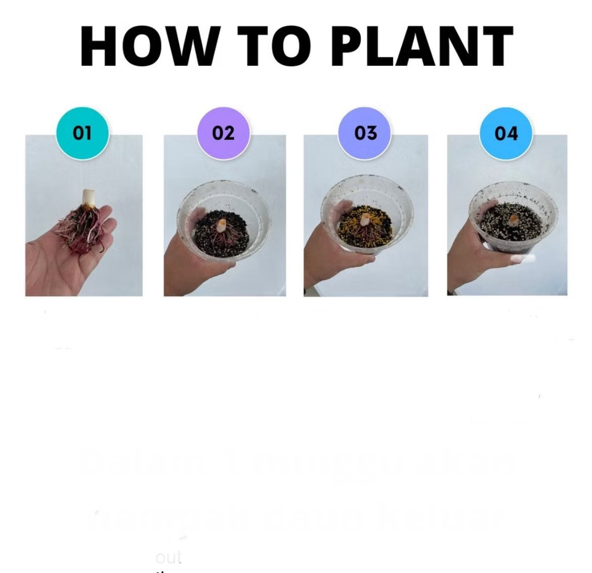AUTHENTIC Colocasia Green Tiger 1 bulbs