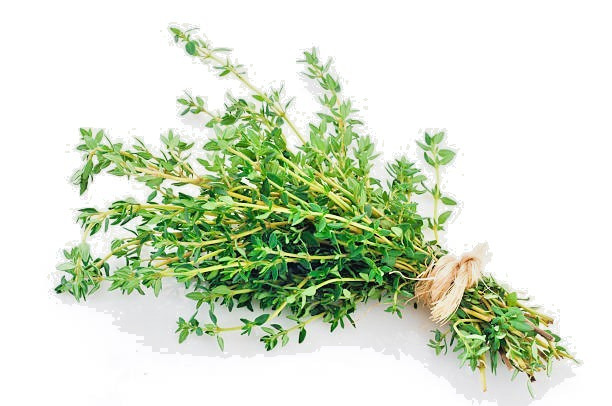 500 COMMON THYME SEEDS | SALE FREE SHIPPING NON GMO HEIRLOOM