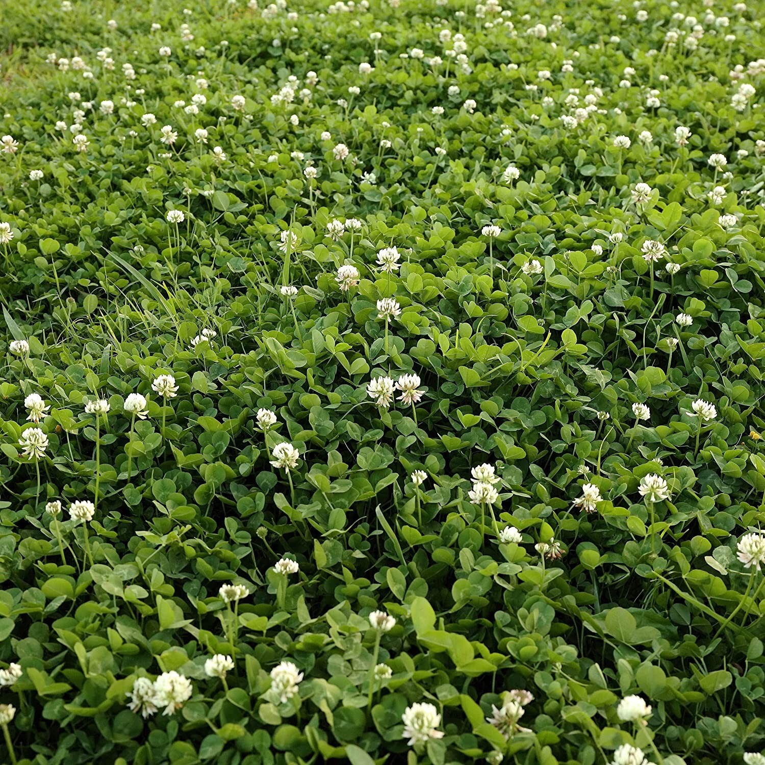 Dutch White Clover Cover Crop Seeds – NON-GMO – Heirloom Lawn Alternative