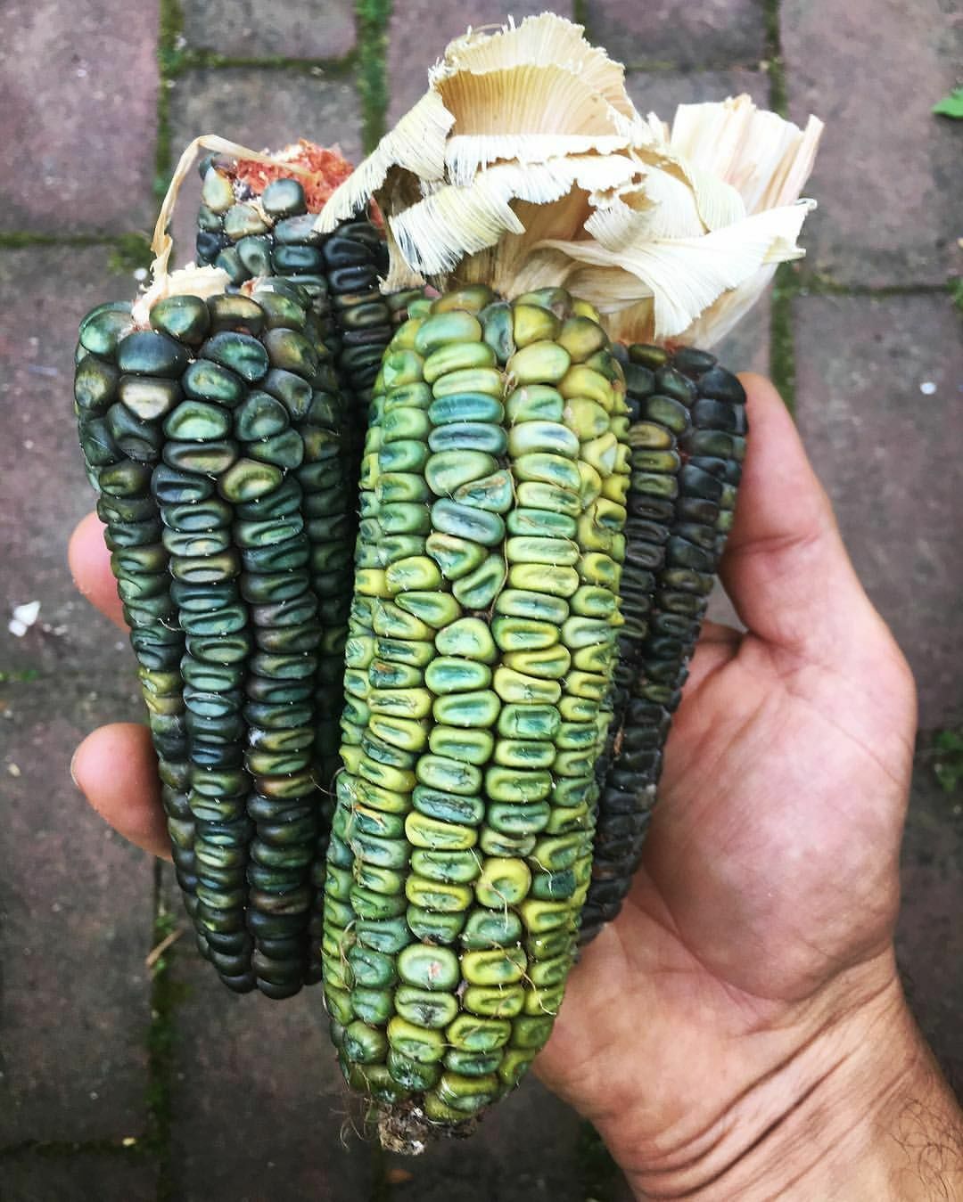 Oaxacan Green Dent Ornamental Corn Seeds | Blue Gold Glass Gem Popcorn Seed 2024