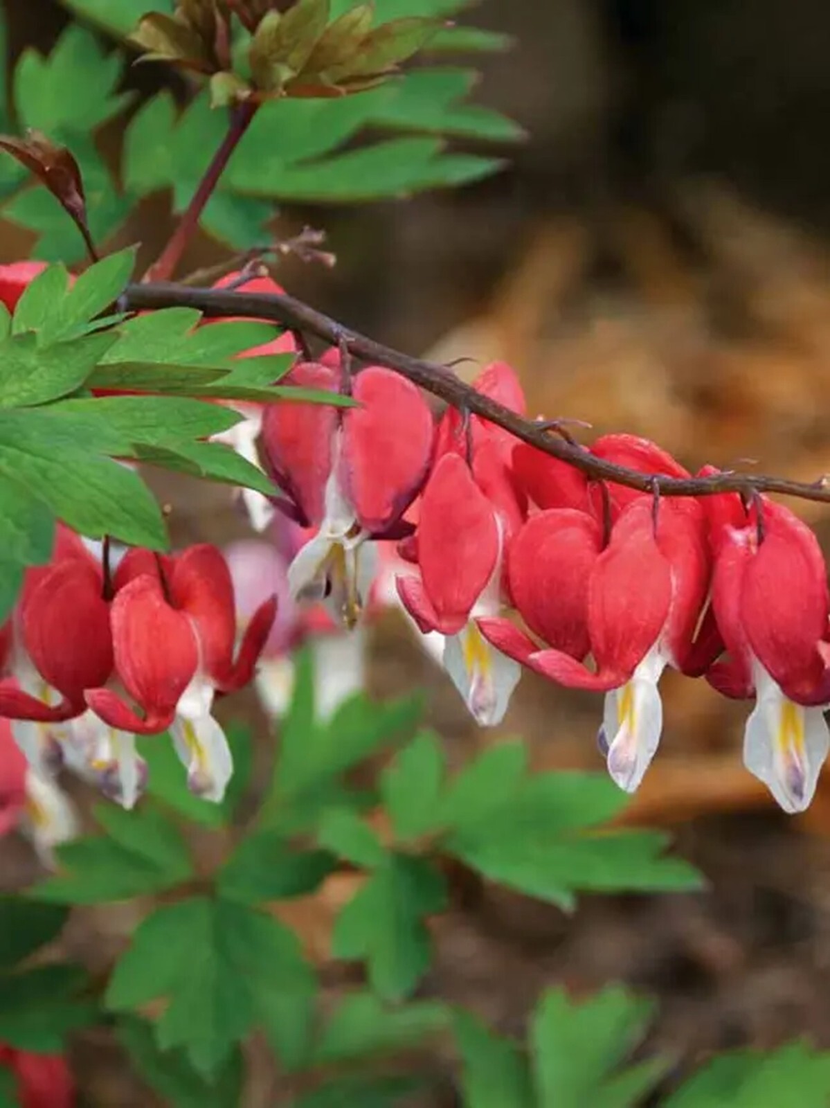 25 Valentine Bleeding Heart Seeds Dicentra Spectabilis Flowers Seed US SELLER