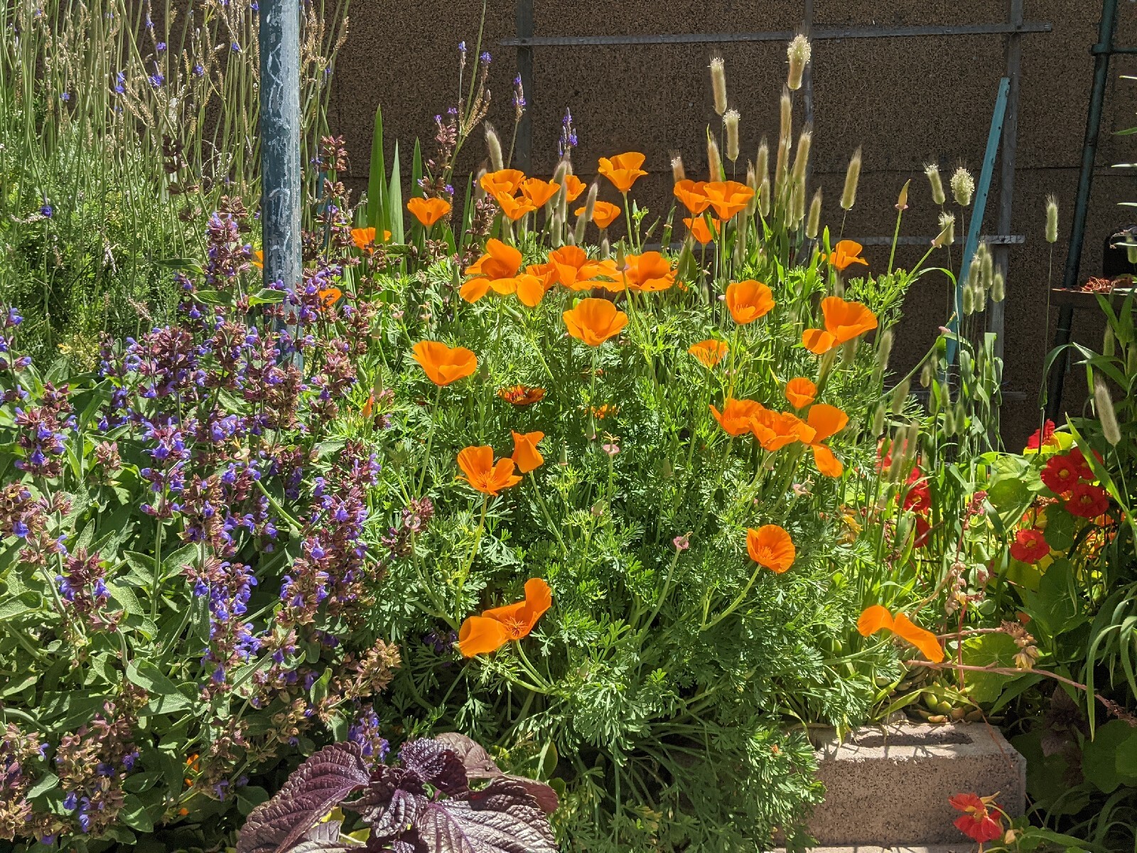 California “Gold Rush” Poppies (100+ SEEDS) Eschscholzia. USA Grown 2023 CROP