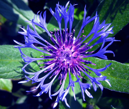 CORNFLOWER MOUNTAIN BLUET PERENNIAL Centaurea Montana – 100 Bulk Seeds