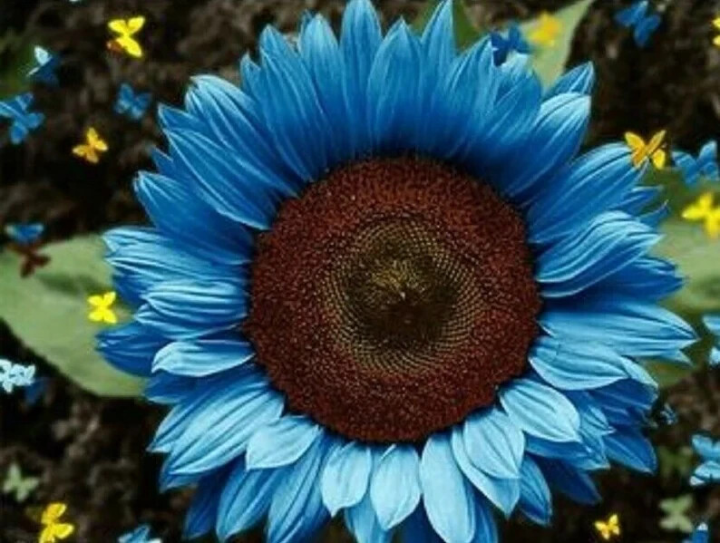 50PCs/Pack Midnight Oil Blue Sunflower Seeds Plants Garden Planting Colorful
