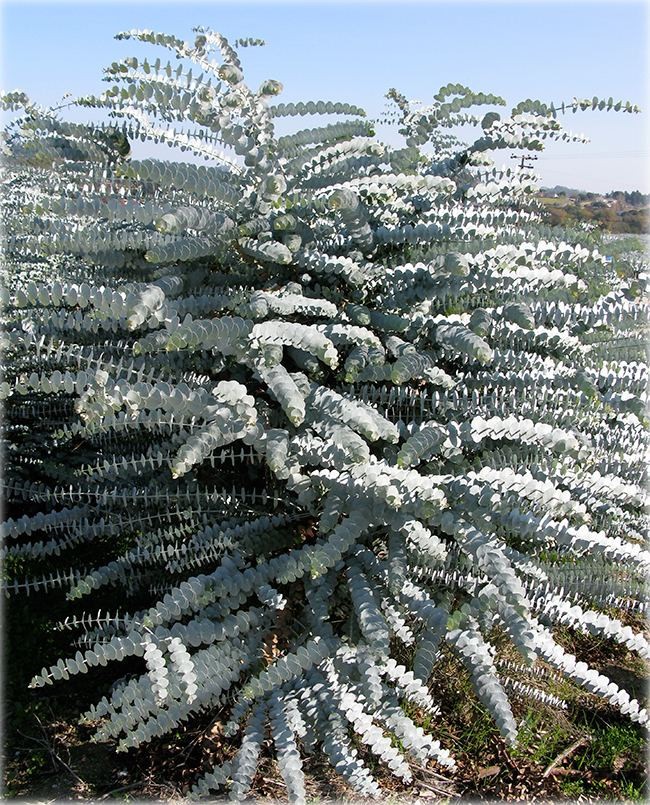 Eucalyptus Pulverulenta aka Silver Mountain Gum Tree 10 Seeds Free Shipping!