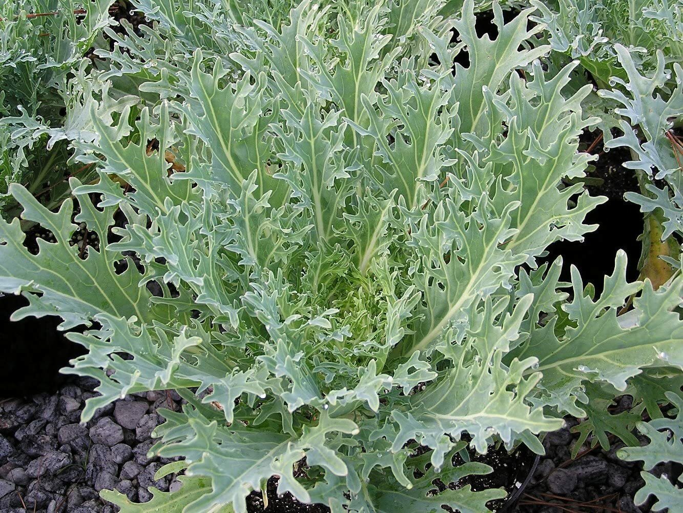 250 WHITE RUSSIAN KALE SEEDS FRESH HARVEST FOR 2024 GARDENS