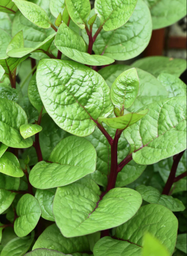 🌱Heirloom Red Malabar Climbing Spinach 50+ Seeds Warm Season Crop