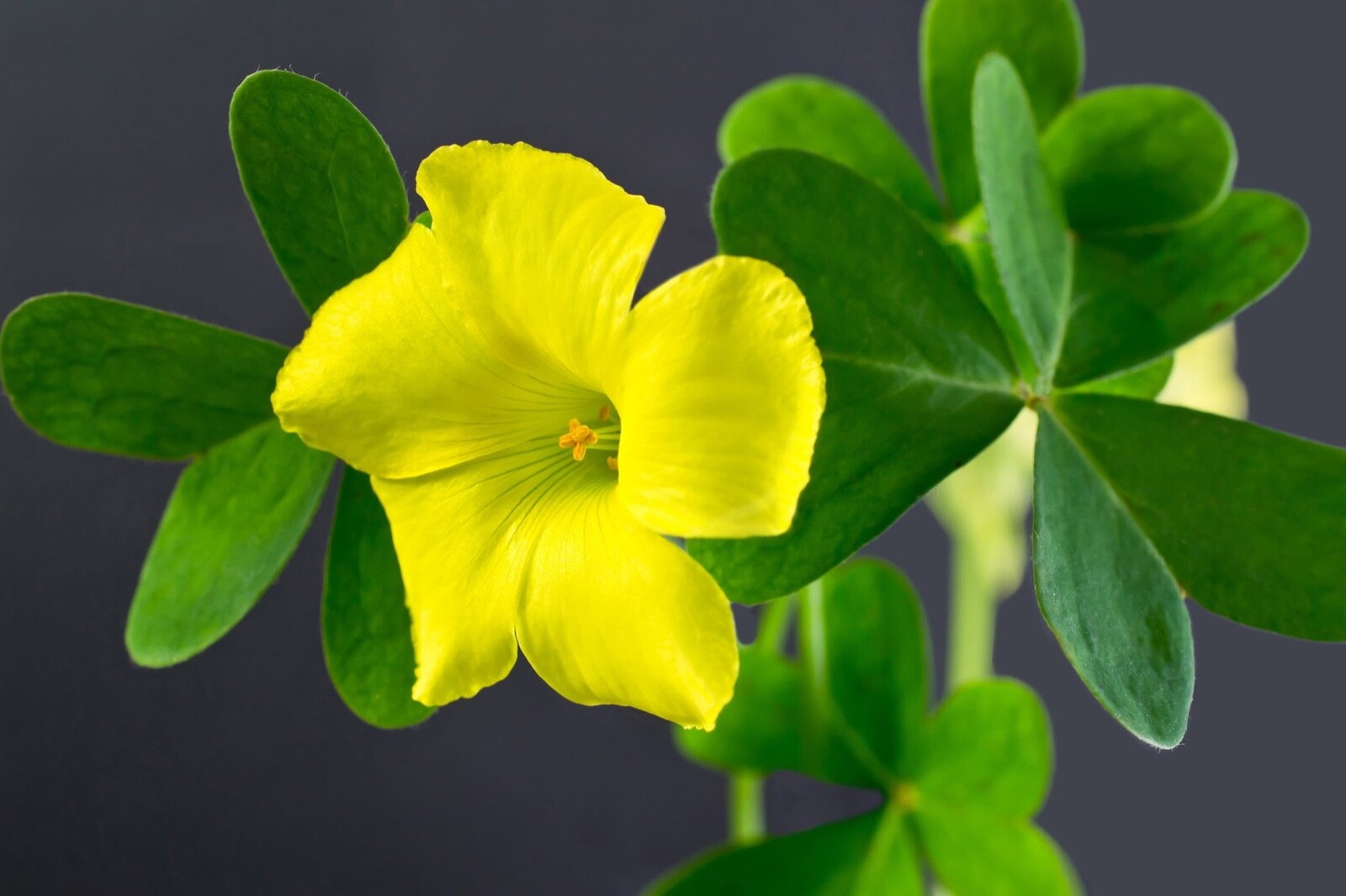 WILD & CLEAN!Oxalis Stricta Yellow Wood Sorrel 2024 Seeds~Lemon Clover*Sourgrass