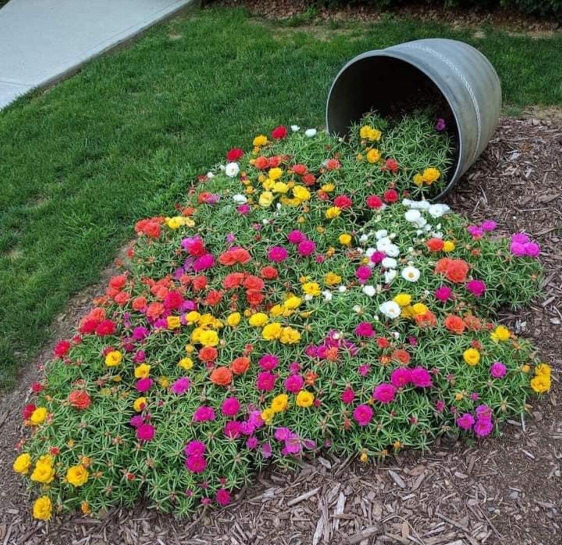 1000+ SEEDS-Moss Rose/Portulaca Grandiflora .BUY 2 Get 1 FREE (Add 2 in cart)