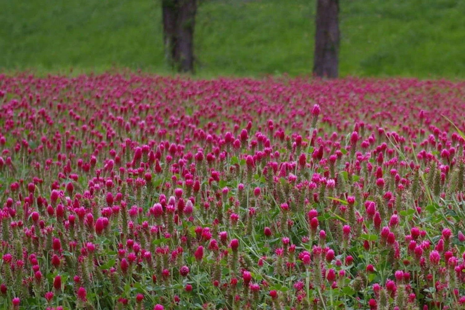 3000 CRIMSON CLOVER Carnation, French, Italian Trifolium Incarnatum Flower Seeds