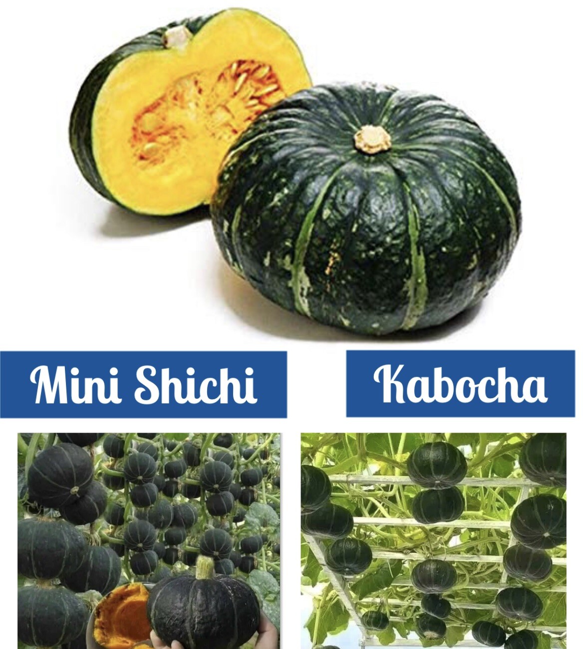 10+ Seeds Bí Đỏ Nhật F1 SHICHI Super High + 20 Seed Kabocha Japanese Pumpkin USA