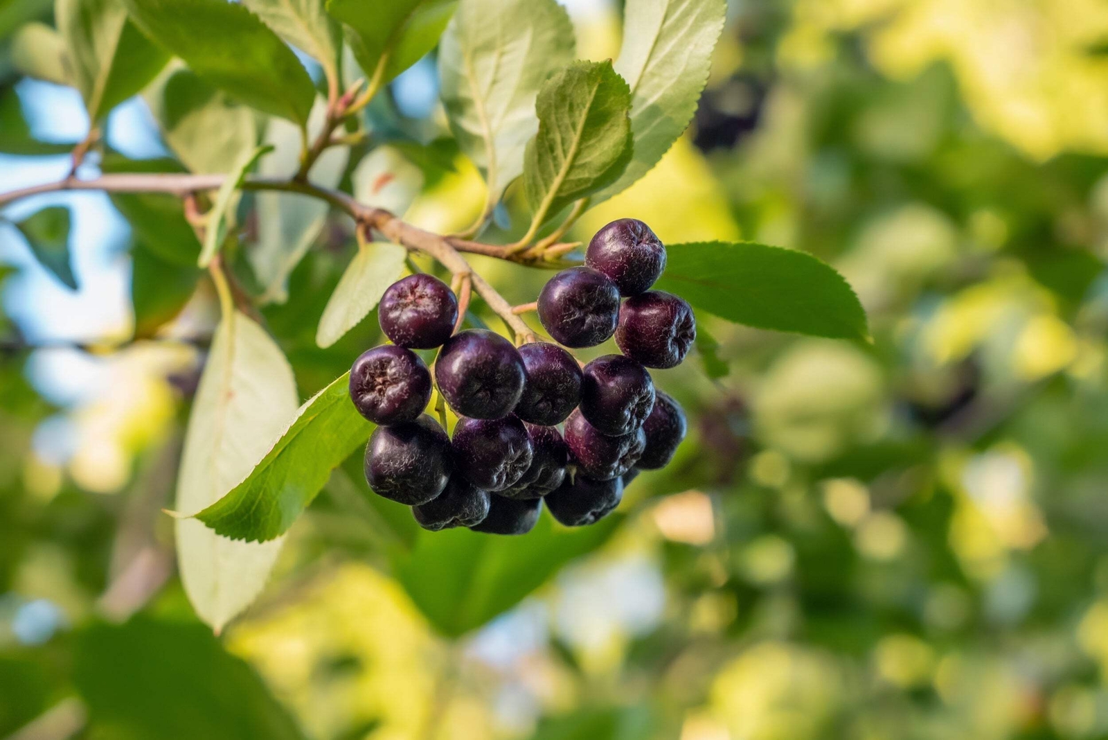 30 PURPLE CHOKEBERRY Aronia Prunifolia White Flower Fruit Shrub Seeds