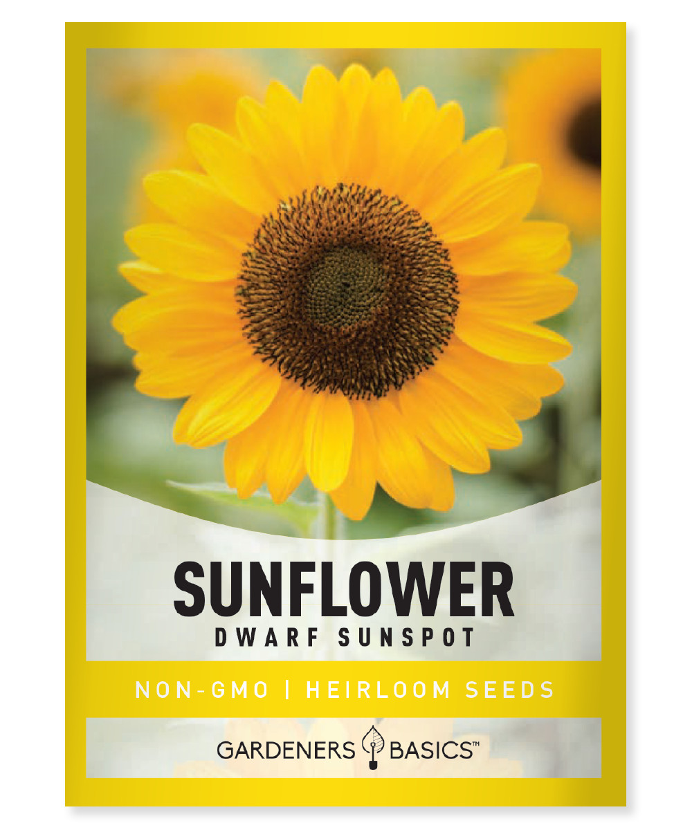 Sunspot Sunflower Seeds