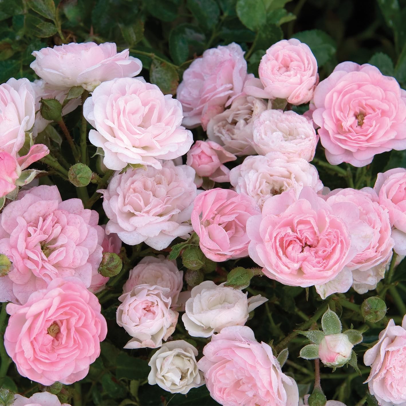 Green Promise Farms ‘The Fairy’ Rose Live Plant #3 Gallon with Pink Flowers