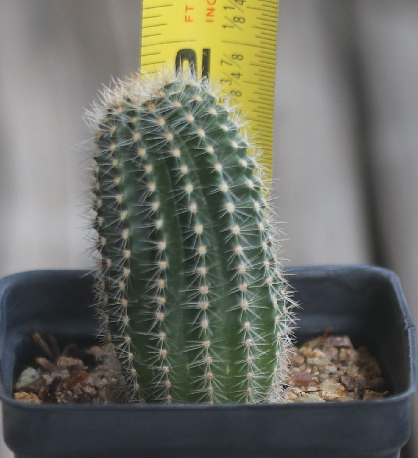 Echinopsis hybrid ‘Edwardian Lady’