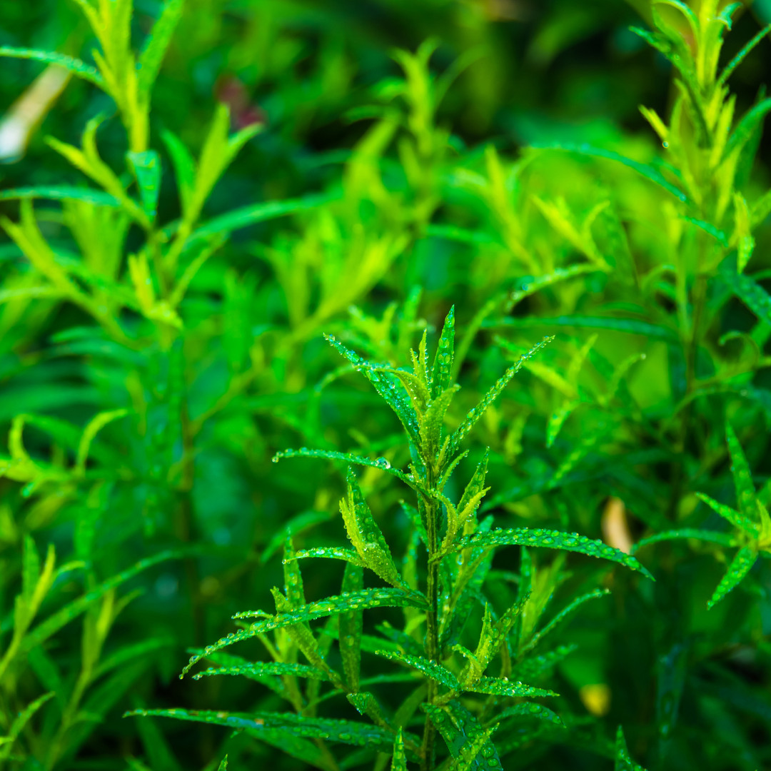 Fresh Tarragon Seeds | Cooking | Gardening | Heirloom Non-GMO | Herb Seeds
