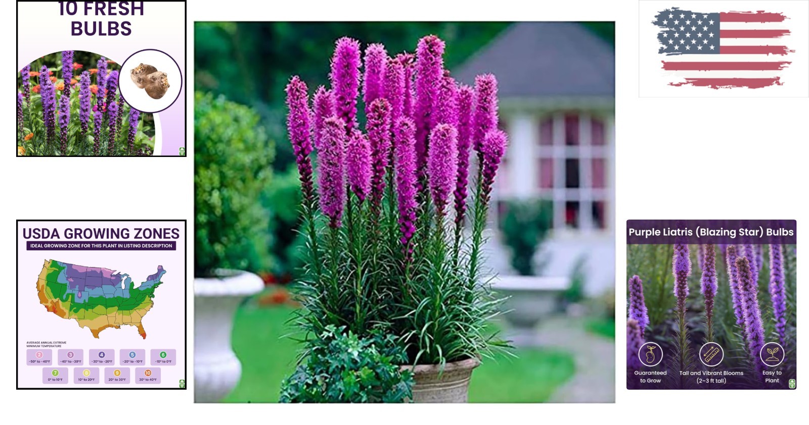Liatris Spicata Blazing Star – 10 Bulbs – Hardy Purple Flowers for Every Garden