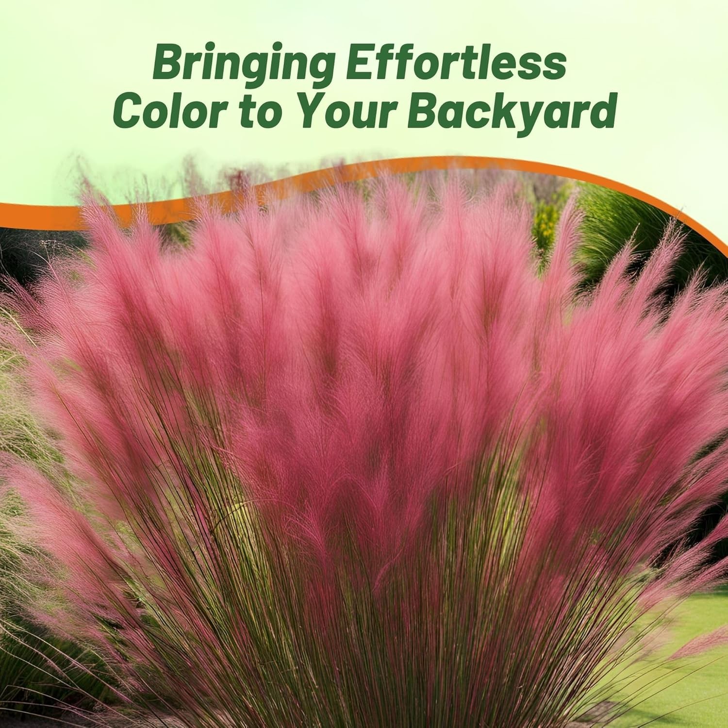 100 Seeds Drought Tolerant Muhlenbergia Ruby Muhly Ornamental Grass Plant Seeds
