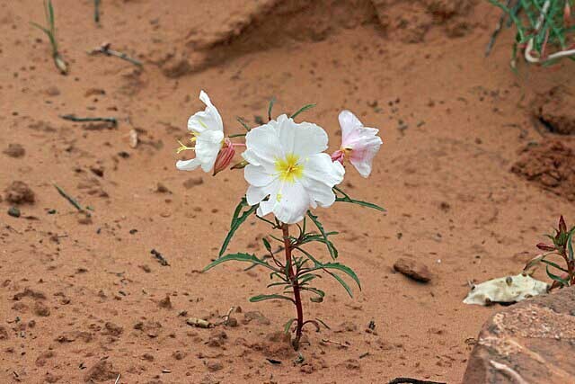 Oenothera albicaulis | White Stem Evening Primrose | 50 Seeds