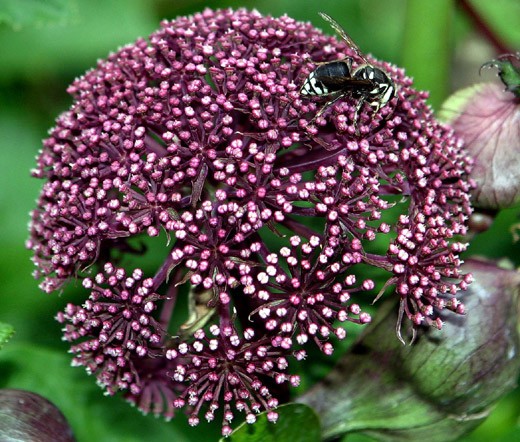 ANGELICA KOREAN Angelica Gigas – 50 Bulk Seeds