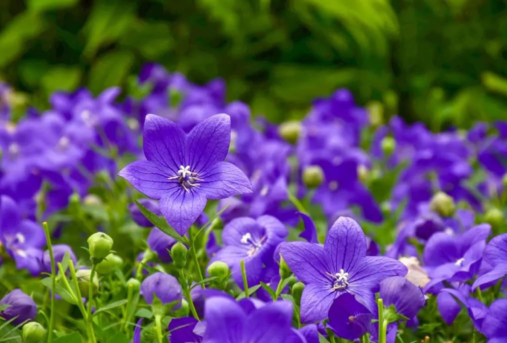 50PCS Balloon Flower Platycodon Grandiflorus Seeds Non-GMO Flower Seeds