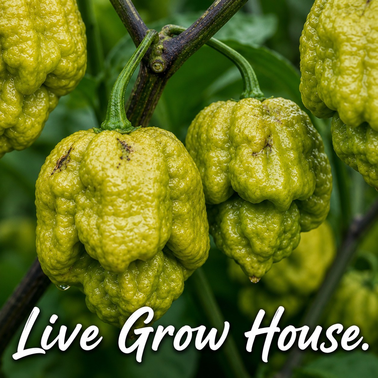 🌶️ Big Mustard Mama Pepper Seeds (10) | OPEN POLLINATED | Superhot