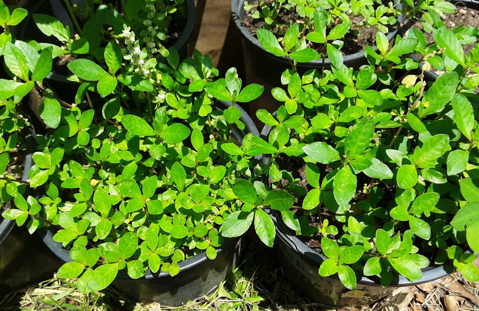 200+Sessile Joyweed/Ponnanganni/Mukunuwenna/Dwarf Copperleaf/Alternanthera Seeds