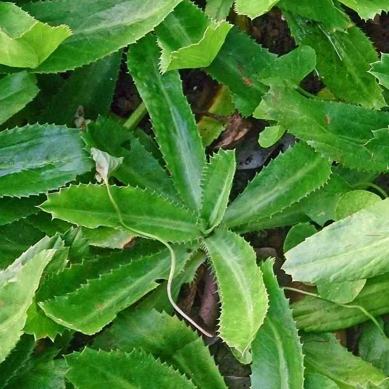 Culantro Seeds | Ancho Ancha Mexican Coriander Recao Shadow Beni Seed 2025