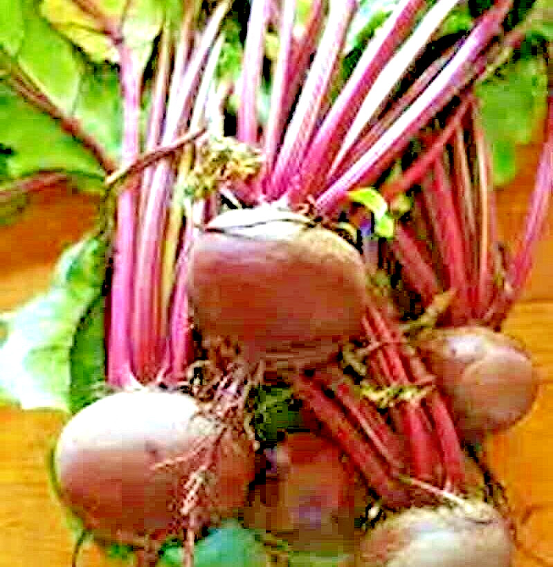 200+ DETROIT BEET SEEDS SPRING GARDEN BEETROOT NON-GMO VEGETABLE HEIRLOOM USA