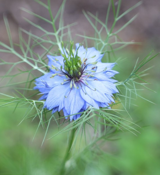 100+ seeds Love in a mist flower BLUE / Nigella Damascena – organic crop of 2023