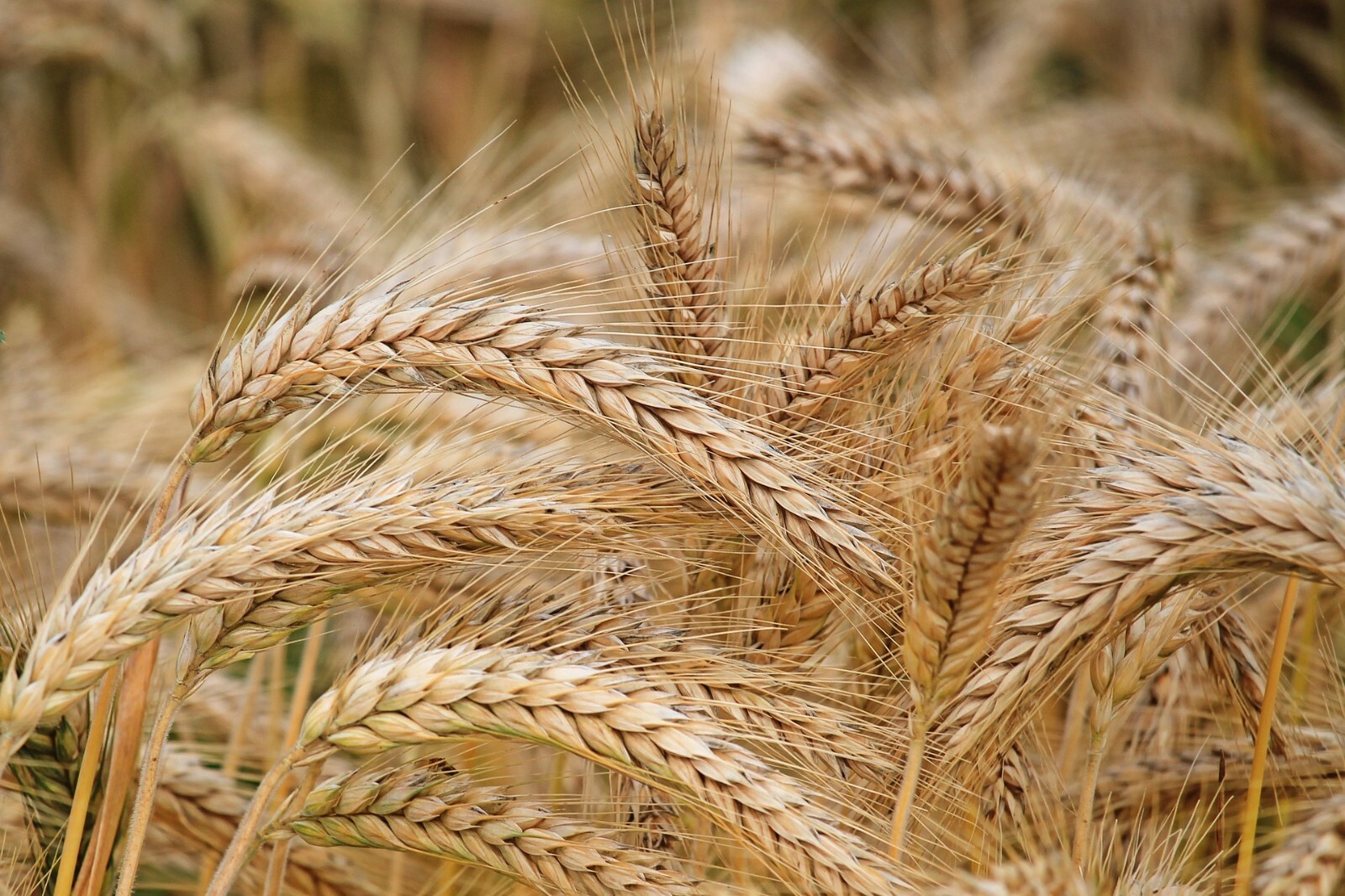 Barley Seed Catgrass Sprouting Grain Fodder Cover Crop Livestock Feed NON-GMO