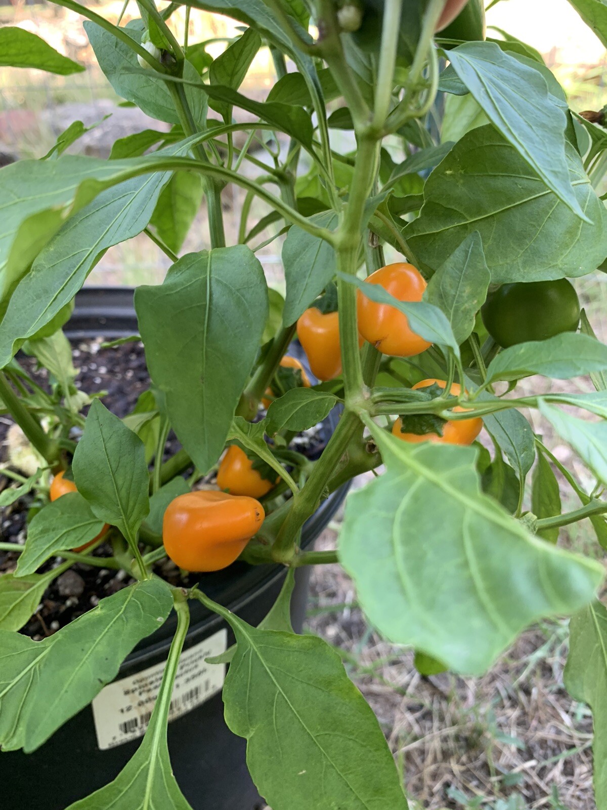 25 Lunchbox Sweet Snacking Pepper seeds Red Orange Yellow Organic Non-GMO heirlo